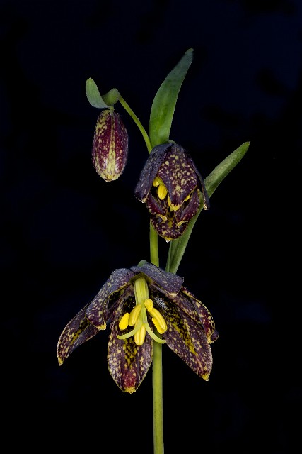 Fritillaria affinis - Chocolate Lily 16-8554.jpg